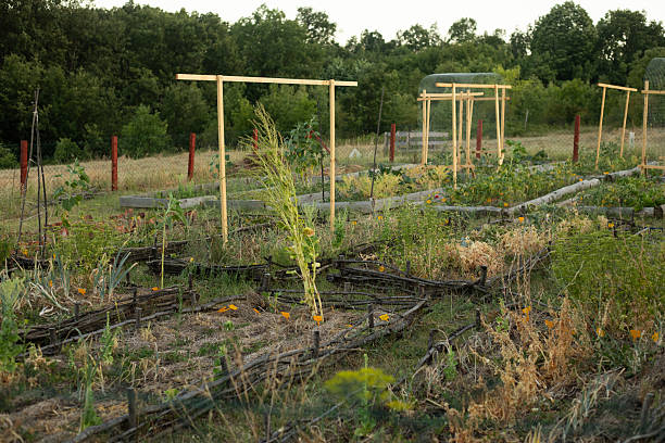 istock Vegetable garden with wooden structures and various plants growing. Stock image 2225129620