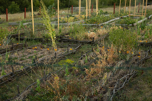 istock Raised-bed vegetable garden with dying plants and mulch. Stock image 2225129621