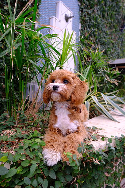 istock Adorable Cavapoo Puppy Relaxing in a Lush Urban Garden 2225129623