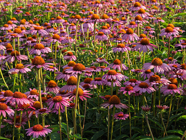 Lush field of pink Echinacea purpurea flowers in Ashburn Village Virginia stock photo