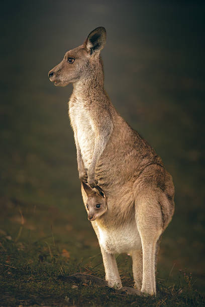 istock Eastern Grey Kangaroo with Joey 2225132262