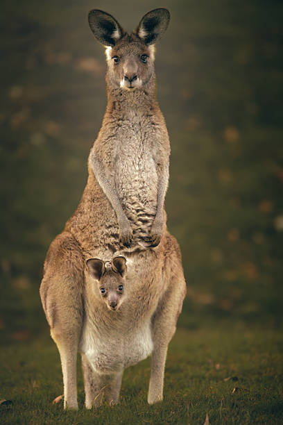 istock Eastern Grey Kangaroo with Joey 2225132282