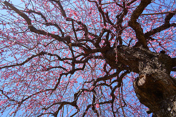 A red plum tree towering against the blue sky.