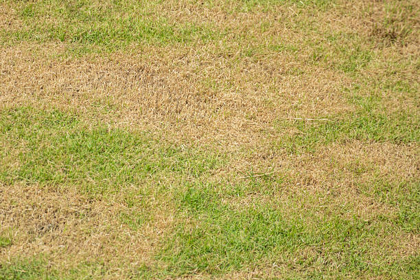 istock Green grass and damage dry grass texture background 2225133095