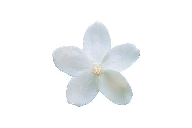 beautiful white flower isolated on white background