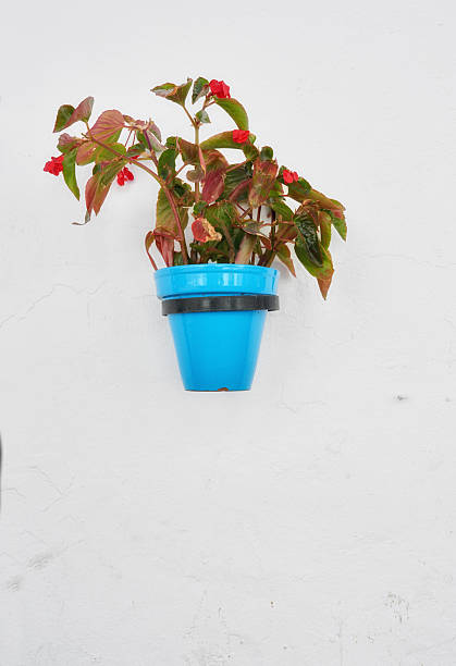 A vivid composition of a brilliant blue pot securely fastened on a whitewashed wall holding lush green foliage adorned with bright red blossoms. Contrasts of colors evoke serenity and rustic charm.