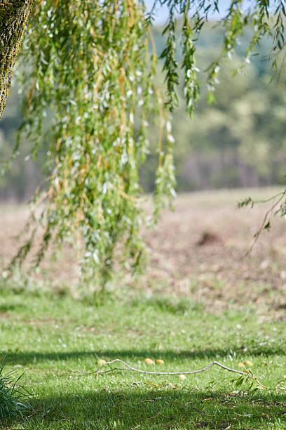 A peaceful scene captured outdoors with a willow tree (Salix spp.) gently swaying over grassy terrain in subtle sunlight, creating a serene and nature-rich atmosphere. The setting suggests relaxed leisure or nature appreciation.