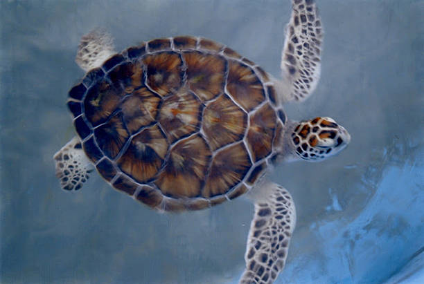 A baby sea turtle swims in a tank in Quintana Roo, Mexico