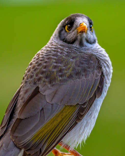 istock Noisy miner bird up close 2225135586