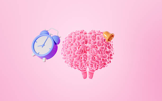 istock Human brain and alarm clock in the pink background, Human biological clock, 3d rendering. 2225135898