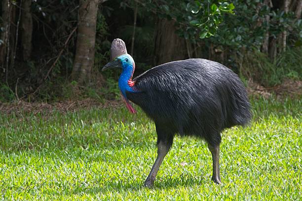 istock Cassowary in North Queensland 2225137298