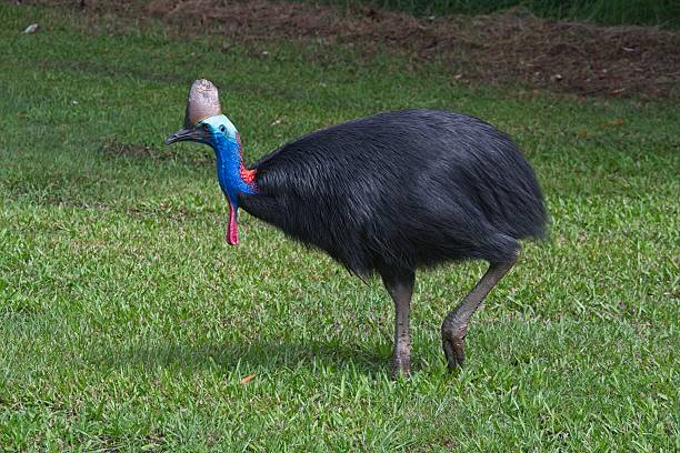 istock Cassowary in Tropical North Queensland. 2225137311