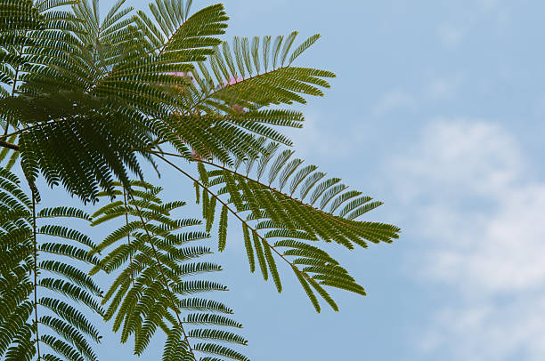Fern leaves against blue sky and white clouds on a sunny summer day.