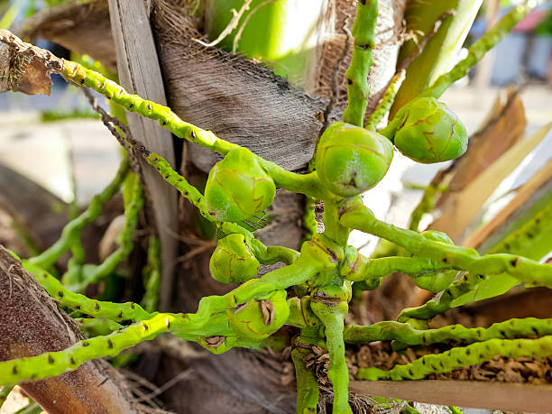 istock Young Coconut Buds or Bluluk Growing on Tree 2225137852