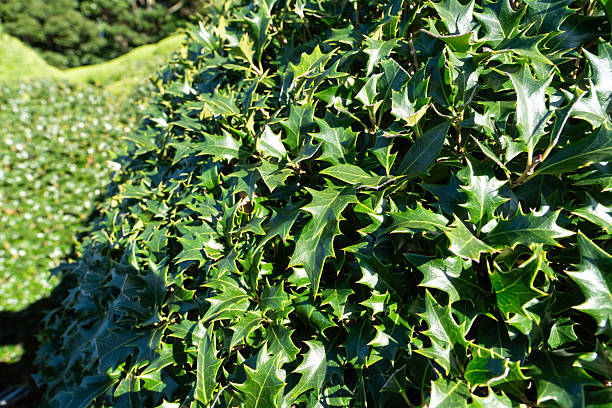 Glossy, holly-like leaves of Osmanthus heterophyllus basking in warm, natural sunlight.