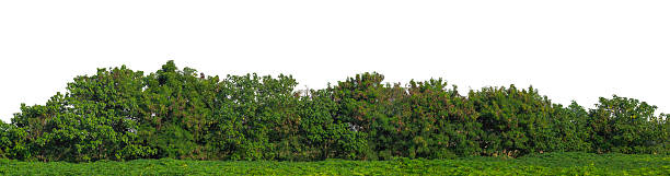 istock Forest and foliage in summer with cut path and alpha channel, high resolution. 2225140252