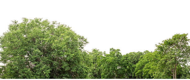 istock Forest and foliage in summer with cut path and channel, high resolution. 2225140342