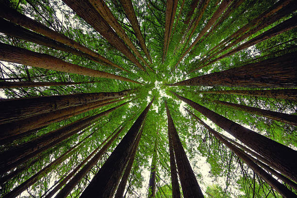 istock Otway Redwood March 2025 2225140509