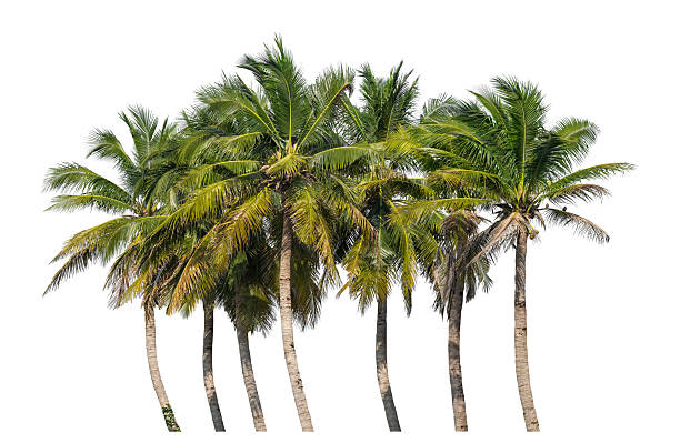 istock Group of coconut trees on white background 2225140606