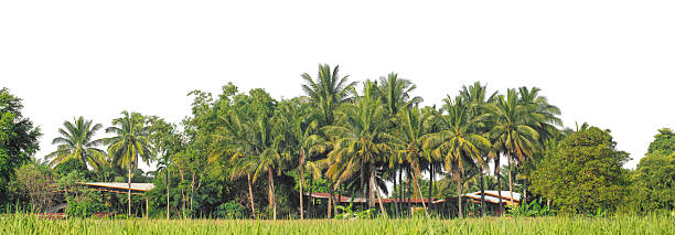 Crown of palm trees in the windy sunlight.