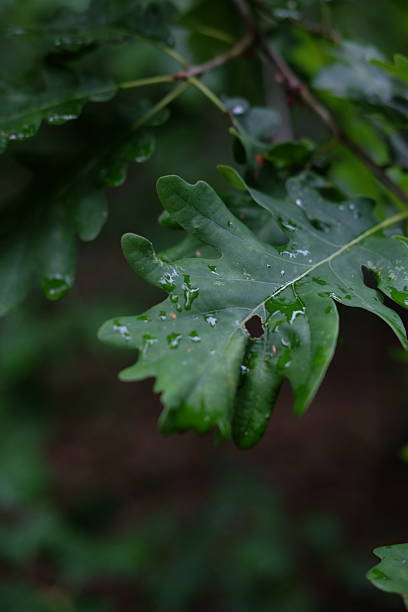 istock Oak leaves with raindrops. Summer forest 2225141354