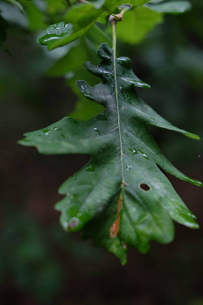 istock Oak leaves with raindrops. Summer forest 2225141356