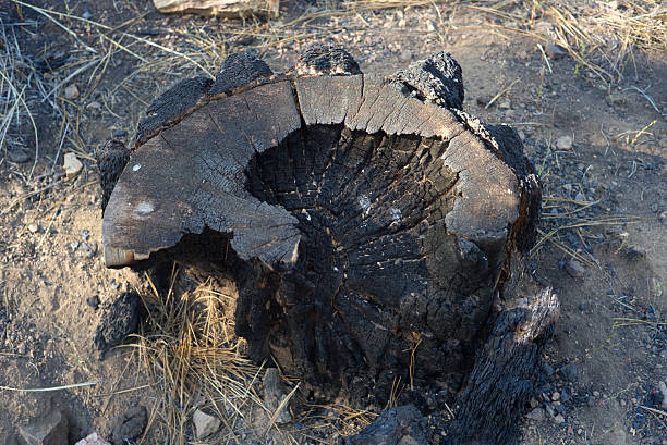 A Tree Stump Surrounded By Fresh Green Grass And Ground Cover Plants, Symbolizing Deforestation, End Of Growth, And The Passage Of Time In Nature.