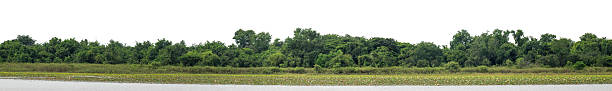 istock Forest and foliage in summer with cut path and alpha channel, high resolution. 2225141454