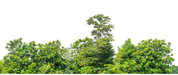 istock Forest and foliage in summer with cut path and alpha channel, high resolution. 2225141458