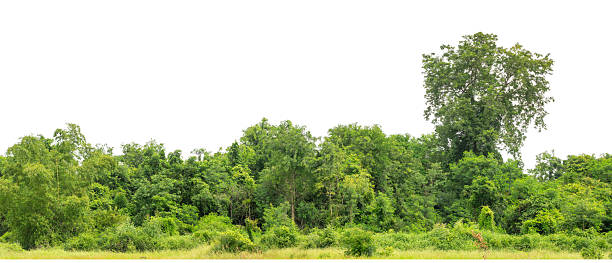 istock Forest and foliage in summer with cut path and channel, high resolution. 2225141499