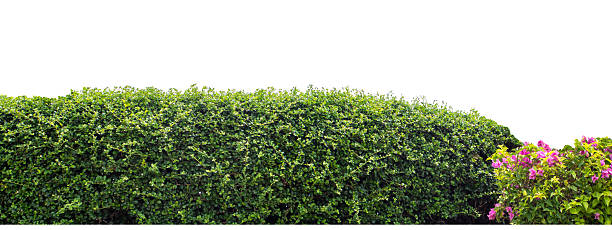 istock Long Green bush isolated on white background 2225141520