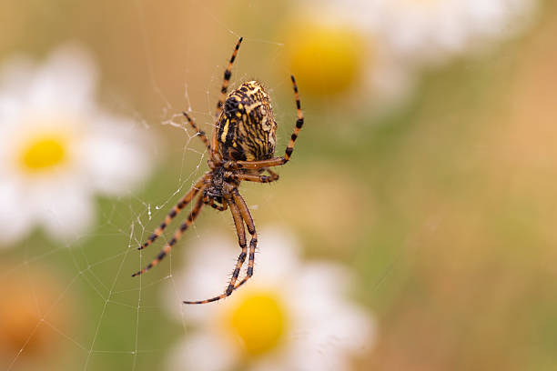 A richly detailed macro photograph captures a yellow‑striped orb‑weaver spider suspended upside down in its gossamer web. The spider’s intricate abdominal pattern and banded legs stand out crisply thanks to a razor‑thin depth of field, while the background melts into a dreamy wash of daisies and warm summer meadow hues. Fine strands of silk glint in the light, highlighting the engineering marvel of the web and the spider’s role as a natural pest controller. Ideal for illustrating concepts of biodiversity, ecological balance, invertebrate life, and garden wildlife, this high‑resolution image offers generous negative space for text or design overlays, making it perfect for magazines, educational materials, and digital marketing campaigns.