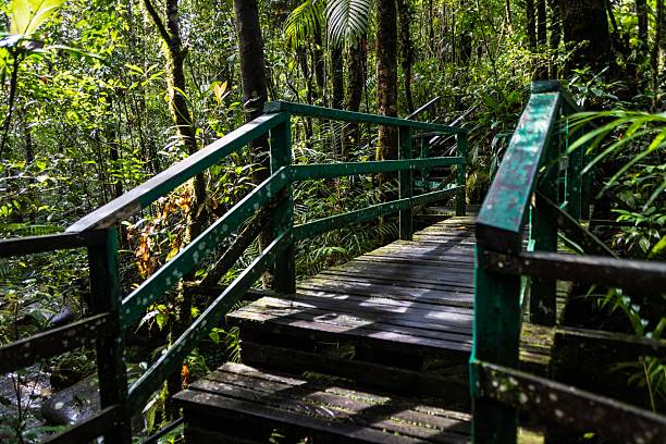 istock Pathway Leading to Forest Cabin Surrounded by Lush Greenery, Kinabalu, Sabah, Malaysia 2225141863