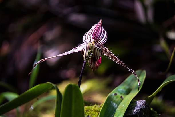 istock Striking Lady Slipper Orchid in the Wild 2225142142