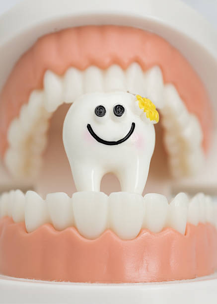 Close-up of a smiling cartoon tooth figure with a yellow flower, placed in a dental model with realistic gums and teeth.