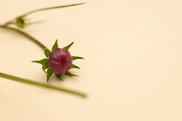 Flor fucsia en fondo minimalista
