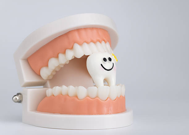 Plastic dental model with open jaw holding a cute smiling tooth figure with flower, symbolizing dental care and oral hygiene.