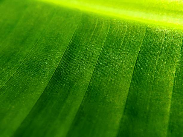 Macro shot of a banana leaf texture showing vibrant green lines and natural patterns. Ideal for background, nature concepts, and eco-friendly themes.