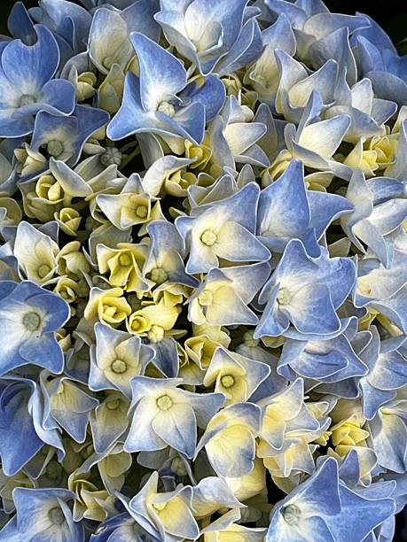 istock Close-up of a cream and light blue-colored hydrangea 2225146173