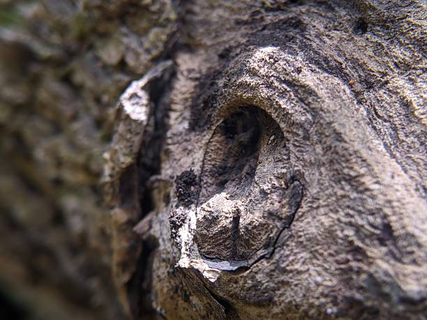 A natural hollow in an old tree. Close-up of the hollow.