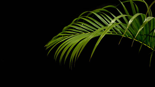 istock Coconut leaves or palm leaves on black background. Dark green nature background pattern 2225146625