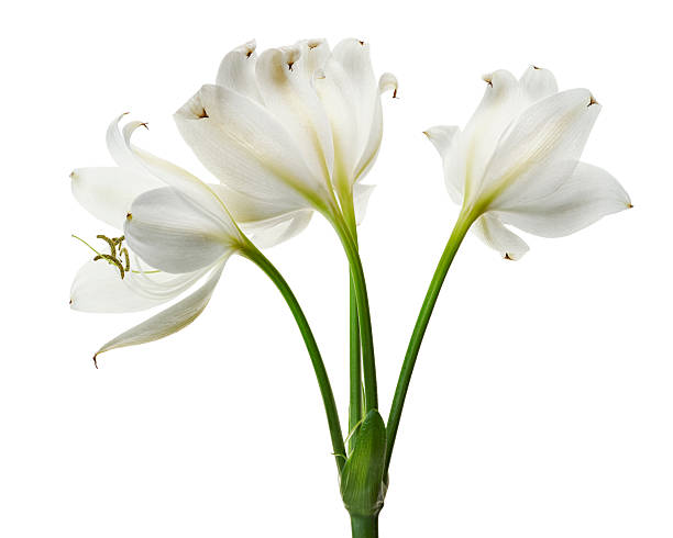 istock Crinum moorei flowers, Natal Lily, White Lily isolated on white background 2225146671