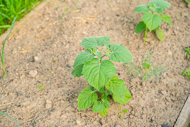 istock Young physalis sprouts in the garden bed 2225146715