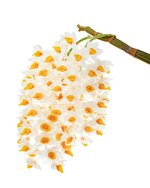 istock Dendrobium thyrsiflorum orchid, Pinecone-like raceme dendrobium, Dendrobium orchid isolated on white background, with clipping path 2225147090