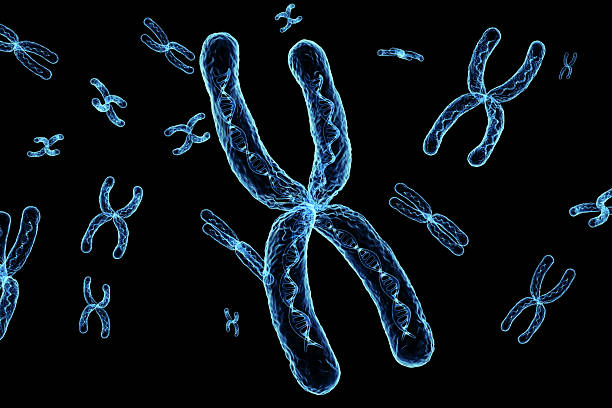 istock Transparent chromosome x contain dna strand inside 2225147196