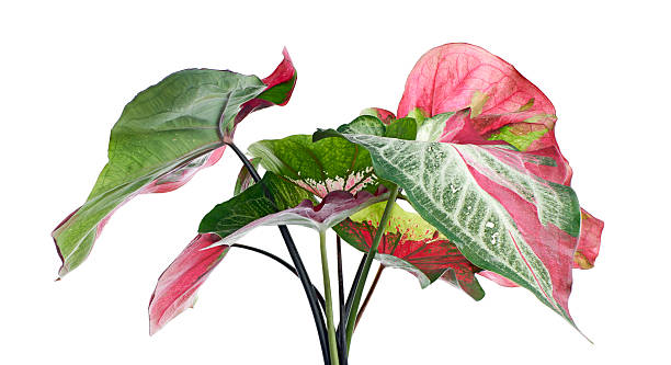 istock Caladium bicolor leaf, Caladium foliage isolated on white background, with clipping path 2225147493