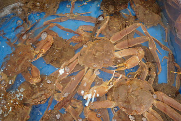 istock Freshly Caught Snow Crabs in Restaurant Water Tank 2225148252