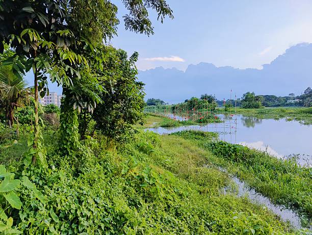 istock Tranquil riverbank with lush greenery and reflections in calm water 2225149710