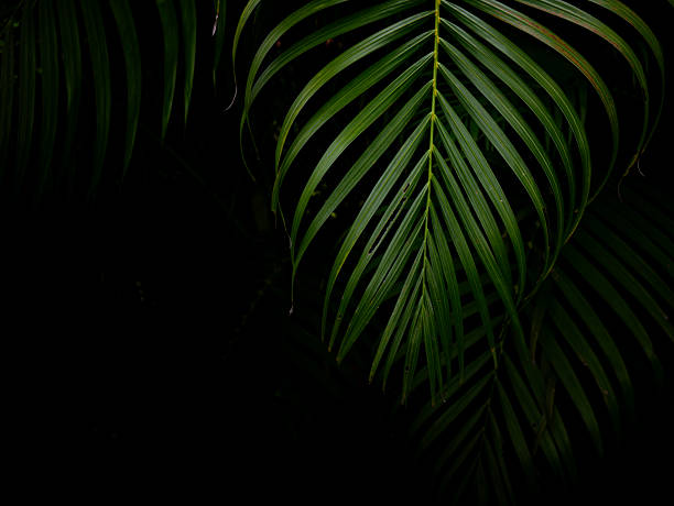 istock Tropical palm leaves green nature view decoration background texture. 2225149864