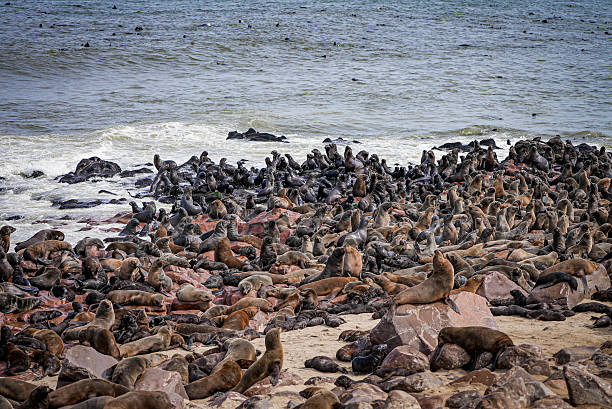 istock Massive Cape Fur Seal Colony at Cape Cross, Namibia. 2225154117